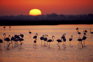 Greater flamingos, Coto Doñana National Park, Spain